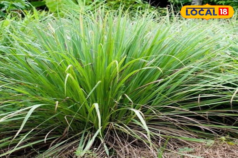 अपने गार्डन के किनारे और घर के प्रवेश द्वार पर लेमन ग्रास लगाएं. इसकी खुशबू सांपों को बिल्कुल पसंद नहीं आती