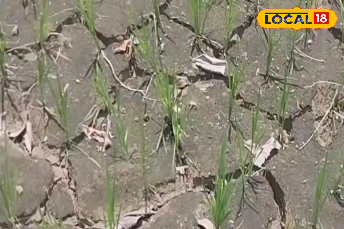 बिना बारिश भी तैयार होगी धान की फसल, ये है वैज्ञानिक की सलाह