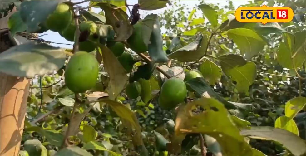 एप्पल बेर की खेती से होंगे मालामाल, मिलेगा 2 लाख का अनुदान, यहां करें आवेदन
