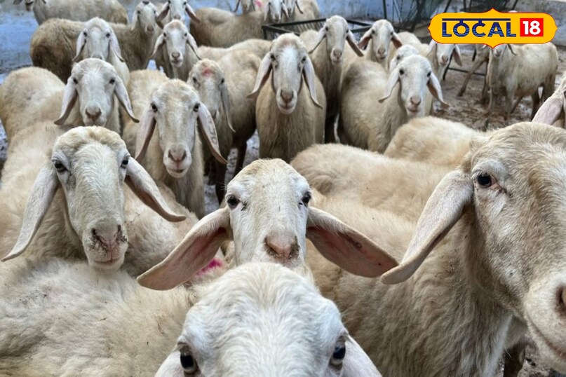 बकरियों में पिंक आई इलाज, Goat Health Problems in Rainy Season, Infection in Goats Eye, पिंक आई डिजीज, local18, khargone letest news, Madhya Pradesh hindi news बकरियों में पिंक आई इलाज, Goat Health Problems in Rainy Season, Infection in Goats Eye, पिंक आई डिजीज, local18, khargone letest news, Madhya Pradesh hindi news