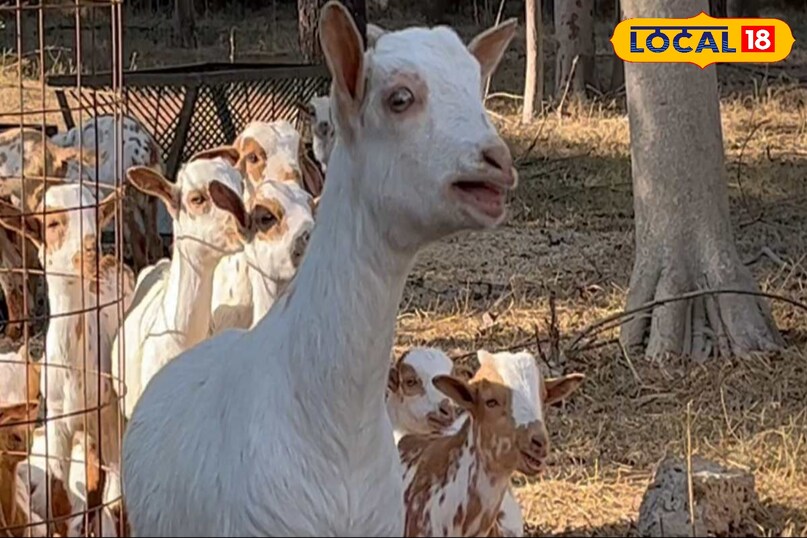 पिंक आई रोग के लक्षण, बकरियों में पिंक आई इलाज, Goat Health Problems in Rainy Season, Infection in Goats Eye, पिंक आई डिजीज, local18, khargone letest news, Madhya Pradesh hindi news पिंक आई रोग के लक्षण, बकरियों में पिंक आई इलाज, Goat Health Problems in Rainy Season, Infection in Goats Eye, पिंक आई डिजीज, local18, khargone letest news, Madhya Pradesh hindi news