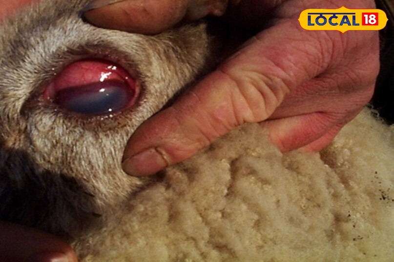 बकरियों में पिंक आई इलाज, Goat Health Problems in Rainy Season, Infection in Goats Eye, पिंक आई डिजीज, local18, khargone letest news, Madhya Pradesh hindi news बकरियों में पिंक आई इलाज, Goat Health Problems in Rainy Season, Infection in Goats Eye, पिंक आई डिजीज, local18, khargone letest news, Madhya Pradesh hindi news