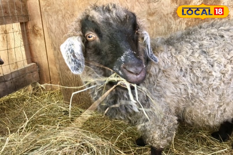 बकरियों में पिंक आई इलाज, Goat Health Problems in Rainy Season, Infection in Goats Eye, पिंक आई डिजीज, local18, khargone letest news, Madhya Pradesh hindi news बकरियों में पिंक आई इलाज, Goat Health Problems in Rainy Season, Infection in Goats Eye, पिंक आई डिजीज, local18, khargone letest news, Madhya Pradesh hindi news