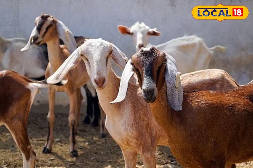 बकरियों में पिंक आई इलाज, Goat Health Problems in Rainy Season, Infection in Goats Eye, पिंक आई डिजीज, local18, khargone letest news, Madhya Pradesh hindi news बकरियों में पिंक आई इलाज, Goat Health Problems in Rainy Season, Infection in Goats Eye, पिंक आई डिजीज, local18, khargone letest news, Madhya Pradesh hindi news