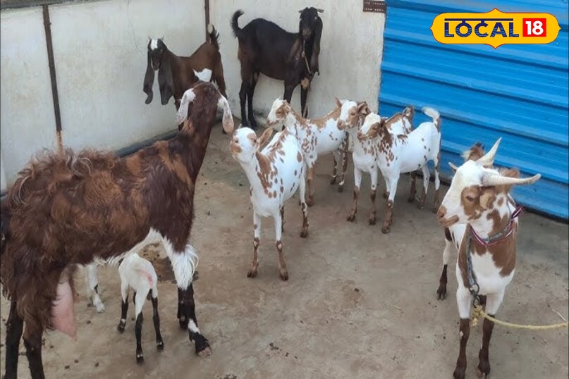 बकरियों में पिंक आई इलाज, Goat Health Problems in Rainy Season, Infection in Goats Eye, पिंक आई डिजीज, local18, khargone letest news, Madhya Pradesh hindi news बकरियों में पिंक आई इलाज, Goat Health Problems in Rainy Season, Infection in Goats Eye, पिंक आई डिजीज, local18, khargone letest news, Madhya Pradesh hindi news
