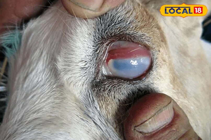 पिंक आई रोग के लक्षण, बकरियों में पिंक आई इलाज, Goat Health Problems in Rainy Season, Infection in Goats Eye, पिंक आई डिजीज, local18, khargone letest news, Madhya Pradesh hindi news पिंक आई रोग के लक्षण, बकरियों में पिंक आई इलाज, Goat Health Problems in Rainy Season, Infection in Goats Eye, पिंक आई डिजीज, local18, khargone letest news, Madhya Pradesh hindi news