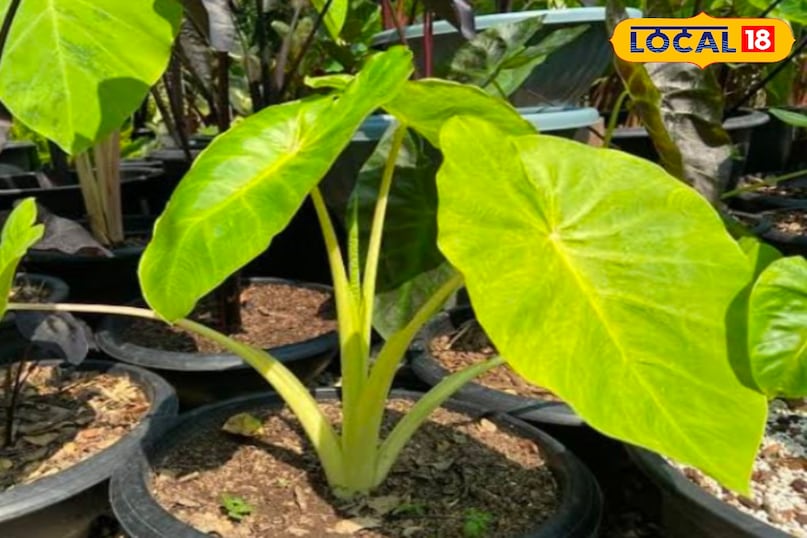 अरबी के पत्तों के लिए सही गमले का चुनाव