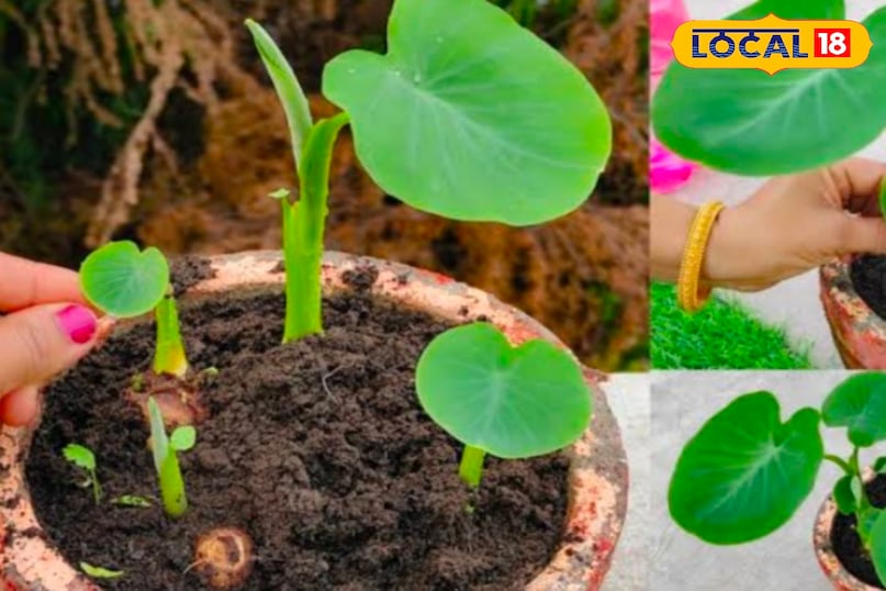 मिट्टी की तैयारी