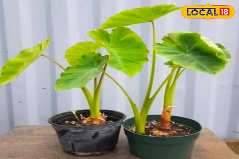 सिंचाई और देखभाल