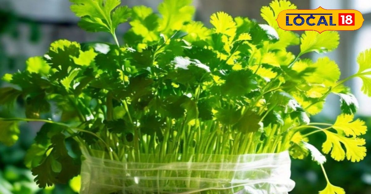 Coriander Cultivation Tips: धनिया की खेती में भी विज्ञान! CS 2 और CS 287 किस्मों का कमाल, पैदावार में नया रिकॉर्ड