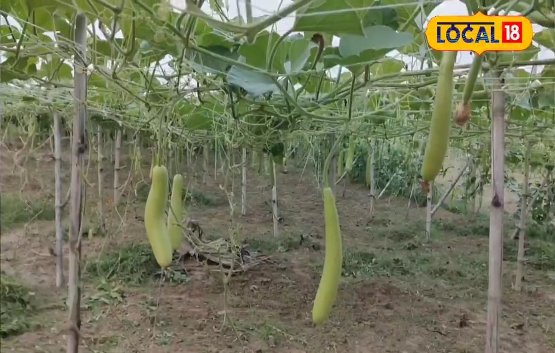 किसान ने अपने 5 कट्ठा खेत से रचा इतिहास, लौकी लगाकर रोजाना छाप रहे 5,000 रुपये