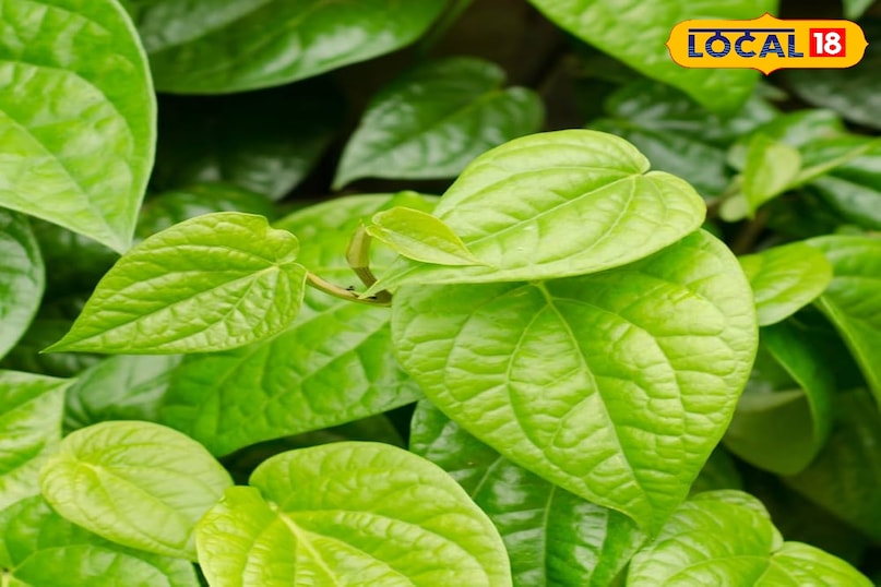 पान का पत्ता 