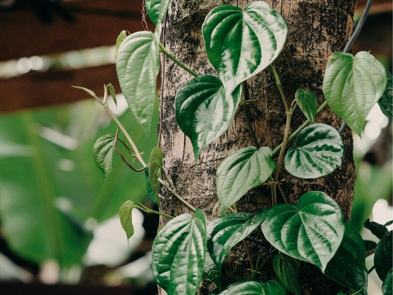 paan ki bel me patta fresh kaise rakhen