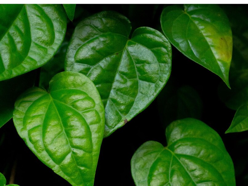 tea waste fertilizer for betel leaf