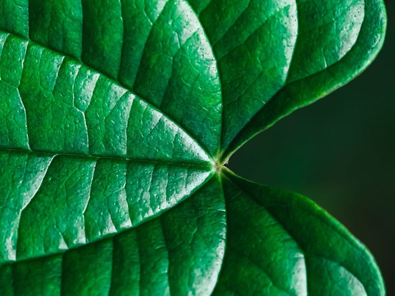 free me khil uthegi paan ki bel