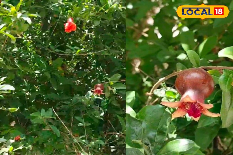 मेरठ, आयुर्वेद, उत्तर प्रदेश, मरीज, अनार का पौधा, औषधि गुण, फल, पत्तियां, लोकल-18,Meerut, Ayurveda, Uttar Pradesh, patient, pomegranate plant, medicinal properties, fruit, leaves, local- 18