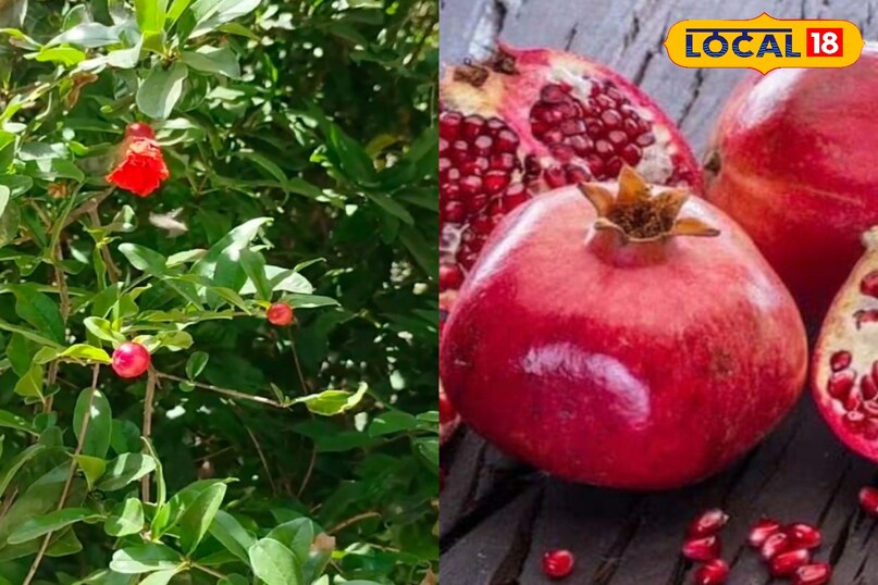 मेरठ, आयुर्वेद, उत्तर प्रदेश, मरीज, अनार का पौधा, औषधि गुण, फल, पत्तियां, लोकल-18,Meerut, Ayurveda, Uttar Pradesh, patient, pomegranate plant, medicinal properties, fruit, leaves, local- 18