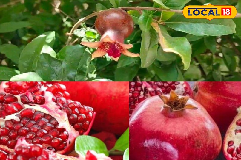 मेरठ, आयुर्वेद, उत्तर प्रदेश, मरीज, अनार का पौधा, औषधि गुण, फल, पत्तियां, लोकल-18,Meerut, Ayurveda, Uttar Pradesh, patient, pomegranate plant, medicinal properties, fruit, leaves, local- 18