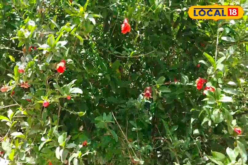 मेरठ, आयुर्वेद, उत्तर प्रदेश, मरीज, अनार का पौधा, औषधि गुण, फल, पत्तियां, लोकल-18,Meerut, Ayurveda, Uttar Pradesh, patient, pomegranate plant, medicinal properties, fruit, leaves, local- 18 