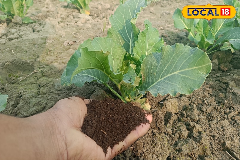 फूलगोभी फूलगोभी