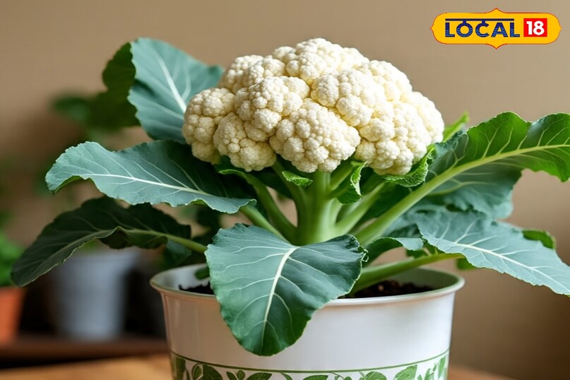 फूलगोभी फूलगोभी