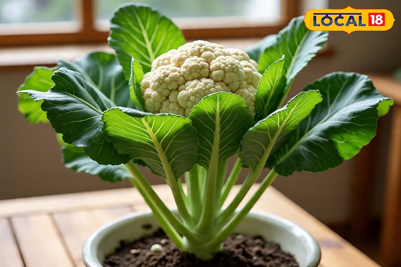 फूलगोभी फूलगोभी