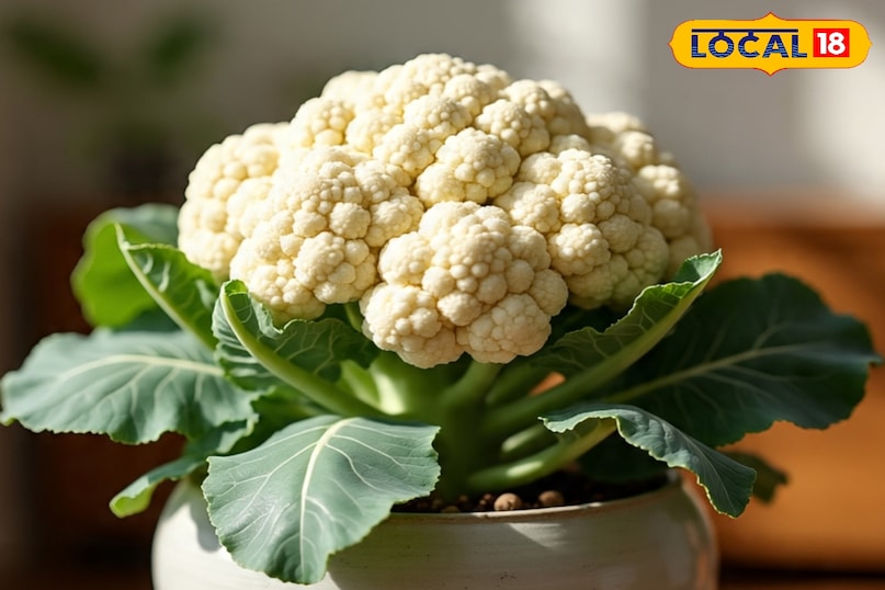 फूलगोभी फूलगोभी