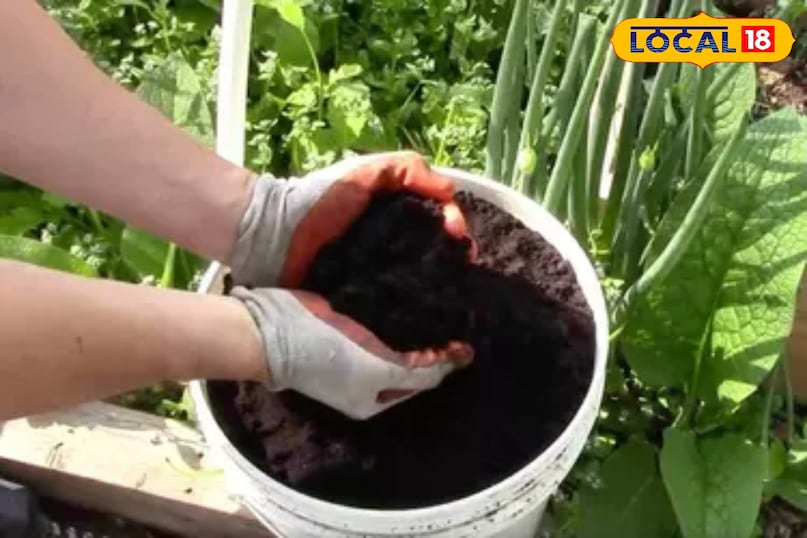 कॉफी पाउडर बनेगा ऑर्गेनिक खाद, पौधे होंगे हरे-भरे...