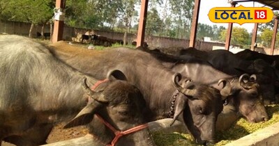 गर्मी में हरे चारे की किल्लत खत्म: दूध उत्पादन बढ़ाने के लिए किसान करें ये काम