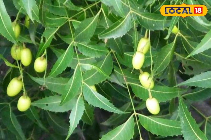 bhilwara