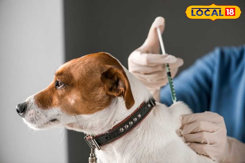 Dog vaccine Dog vaccine
