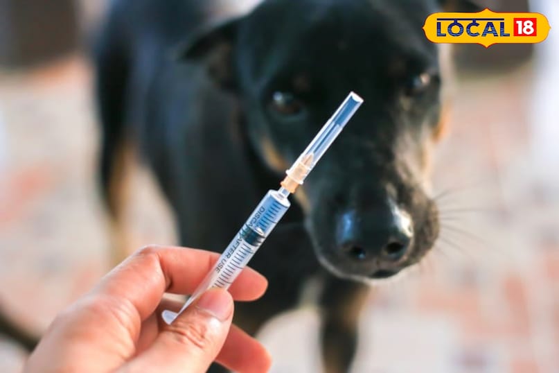 Dog vaccine Dog vaccine