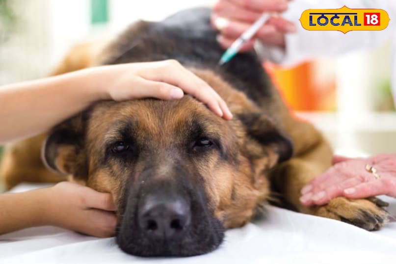 Dog vaccine Dog vaccine