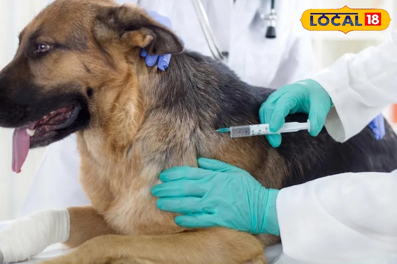 Dog vaccine Dog vaccine