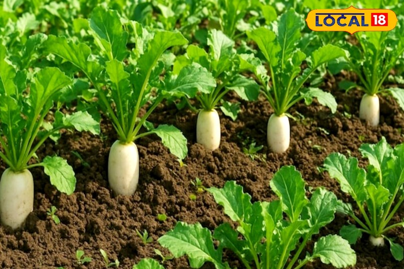 muli farming tips