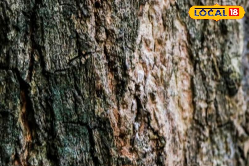 Pine bark paste gives relief in headache 