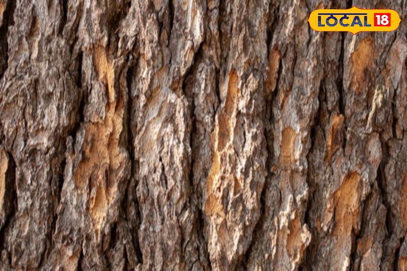 Take the first step towards a healthy life with natural remedies 