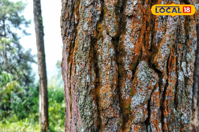 Decoction of cedar bark and dry ginger is beneficial for heart health 