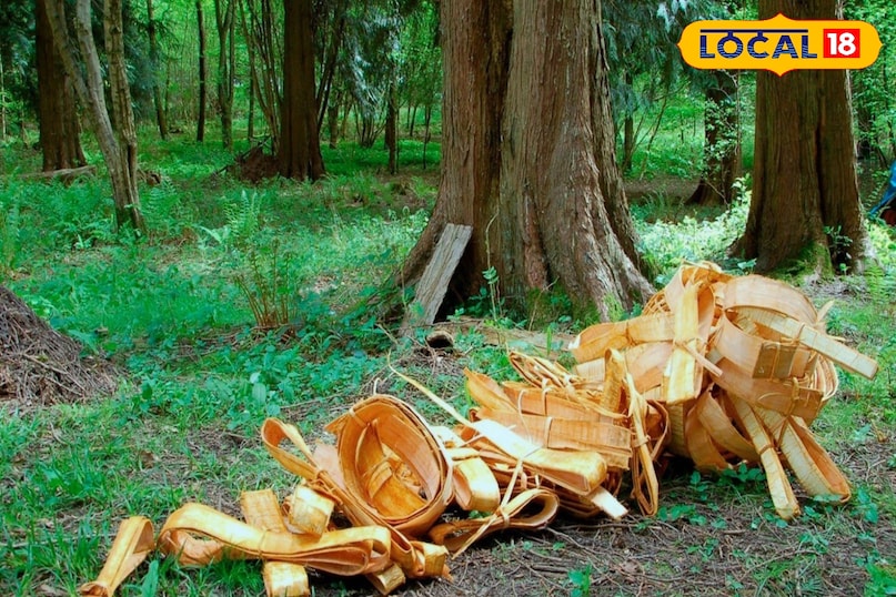 Deodar tree is sold for lakhs: Public awareness is increasing about the medicinal value of its bark 