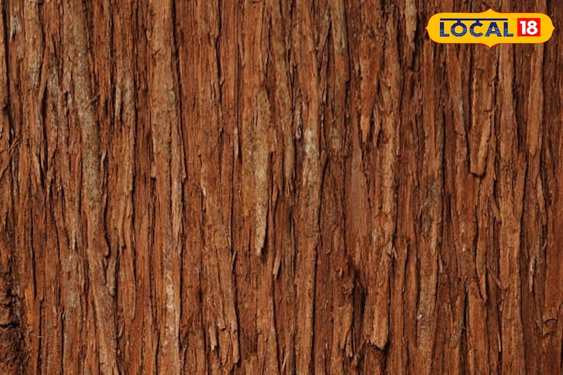 Decoction made from cedar bark provides relief in respiratory diseases 