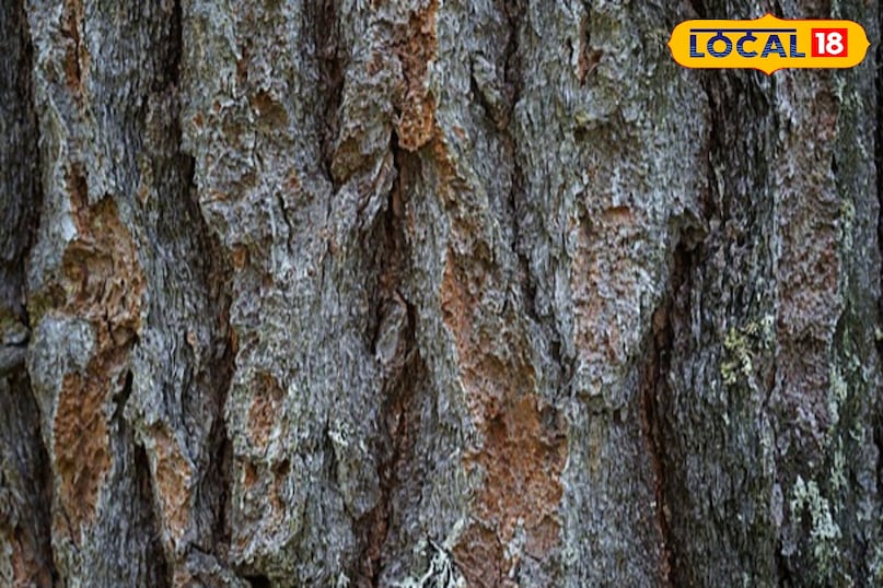 Cedar oil is a boon for joint pain and arthritis 