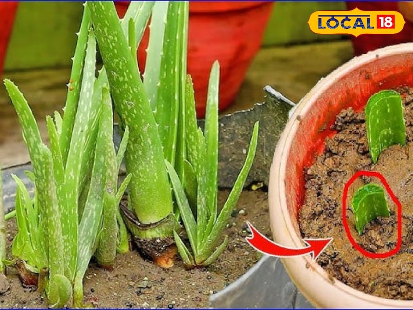Satna, news, local 18 Mp lastest news, सतना, सतना न्यूज, Bharat.one, aloevera health benefits, aloevera benefits, aloevera plant growing tips, how to grow aloevera at home, घर पर कैसे उगाएं एलोवेरा, घर पर एलोवेरा उगाने के टिप्स, एलोवेरा के फायदे, एलोवेरा के नुकसान, एलोवेरा के आयुर्वेदिक फायदे Satna, news, local 18 Mp lastest news, सतना, सतना न्यूज, Bharat.one, aloevera health benefits, aloevera benefits, aloevera plant growing tips, how to grow aloevera at home, घर पर कैसे उगाएं एलोवेरा, घर पर एलोवेरा उगाने के टिप्स, एलोवेरा के फायदे, एलोवेरा के नुकसान, एलोवेरा के आयुर्वेदिक फायदे