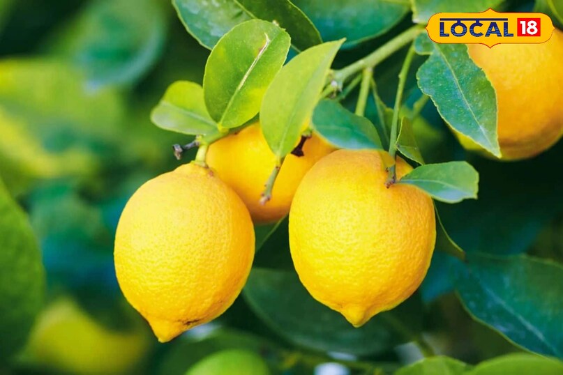 Lemon plant growth tips, How to grow lemon plant faster, Lemon plant care in Hindi, Lemon farming tips, How to make lemon plant healthy, tips and tricks, local18, khargone letest news, Madhya Pradesh hindi news Lemon plant growth tips, How to grow lemon plant faster, Lemon plant care in Hindi, Lemon farming tips, How to make lemon plant healthy, tips and tricks, local18, khargone letest news, Madhya Pradesh hindi news