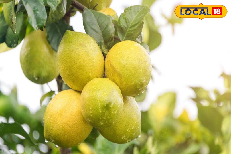 Lemon plant growth tips, How to grow lemon plant faster, Lemon plant care in Hindi, Lemon farming tips, How to make lemon plant healthy, tips and tricks, local18, khargone letest news, Madhya Pradesh hindi news Lemon plant growth tips, How to grow lemon plant faster, Lemon plant care in Hindi, Lemon farming tips, How to make lemon plant healthy, tips and tricks, local18, khargone letest news, Madhya Pradesh hindi news