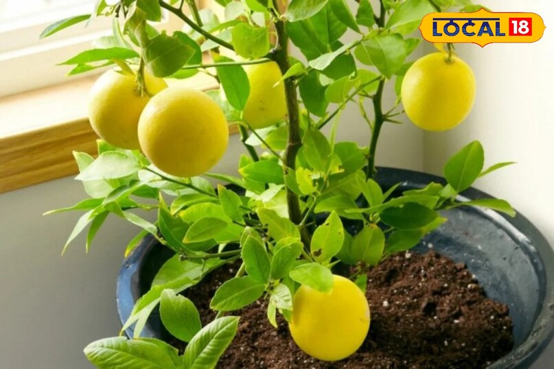 Lemon plant growth tips, How to grow lemon plant faster, Lemon plant care in Hindi, Lemon farming tips, How to make lemon plant healthy, tips and tricks, local18, khargone letest news, Madhya Pradesh hindi news Lemon plant growth tips, How to grow lemon plant faster, Lemon plant care in Hindi, Lemon farming tips, How to make lemon plant healthy, tips and tricks, local18, khargone letest news, Madhya Pradesh hindi news