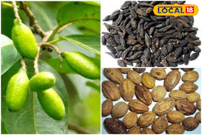 पाचन से इम्युनिटी तक – हर्रा के अनोखे फायदे 