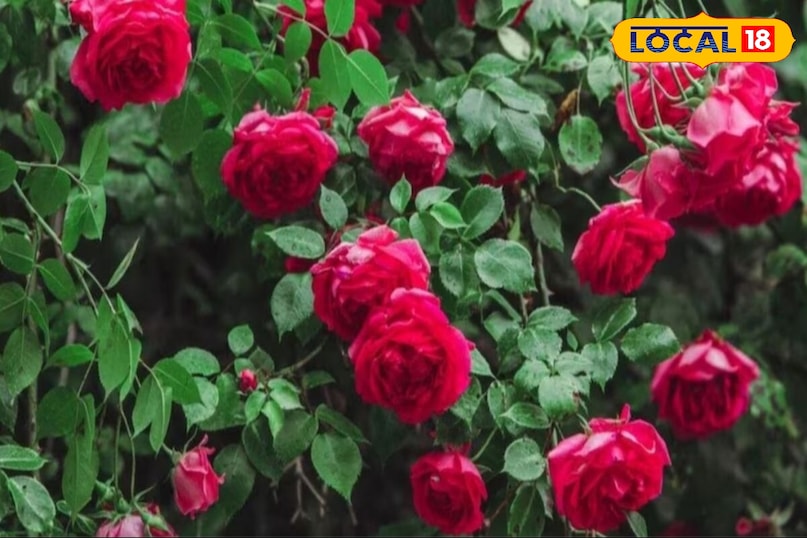 Kashmiri rose cultivation, Rose farming profit, Flower farming business, Rose cultivation tips, local18, khargone letest news, Madhya Pradesh hindi news, agriculture news Kashmiri rose cultivation, Rose farming profit, Flower farming business, Rose cultivation tips, local18, khargone letest news, Madhya Pradesh hindi news, agriculture news