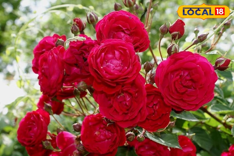Kashmiri rose cultivation, Rose farming profit, Flower farming business, Rose cultivation tips, local18, khargone letest news, Madhya Pradesh hindi news, agriculture news Kashmiri rose cultivation, Rose farming profit, Flower farming business, Rose cultivation tips, local18, khargone letest news, Madhya Pradesh hindi news, agriculture news