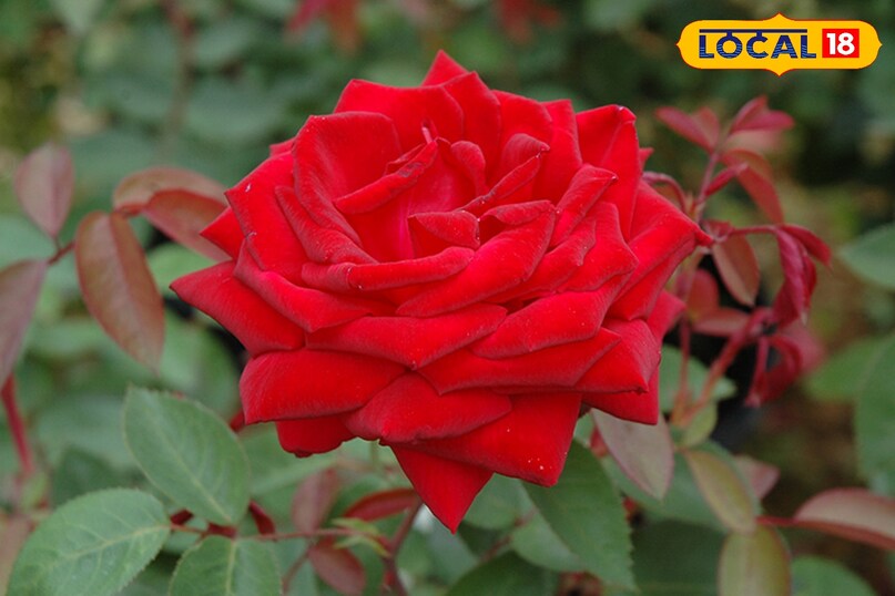 Kashmiri rose cultivation, Rose farming profit, Flower farming business, Rose cultivation tips, local18, khargone letest news, Madhya Pradesh hindi news, agriculture news Kashmiri rose cultivation, Rose farming profit, Flower farming business, Rose cultivation tips, local18, khargone letest news, Madhya Pradesh hindi news, agriculture news