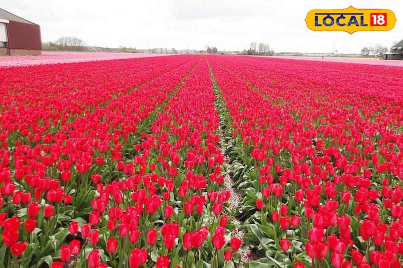 Kashmiri rose cultivation, Rose farming profit, Flower farming business, Rose cultivation tips, local18, khargone letest news, Madhya Pradesh hindi news, agriculture news Kashmiri rose cultivation, Rose farming profit, Flower farming business, Rose cultivation tips, local18, khargone letest news, Madhya Pradesh hindi news, agriculture news